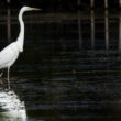Grande Aigrette